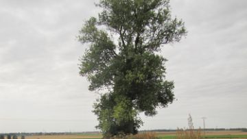 Biodiversité arbre isolé